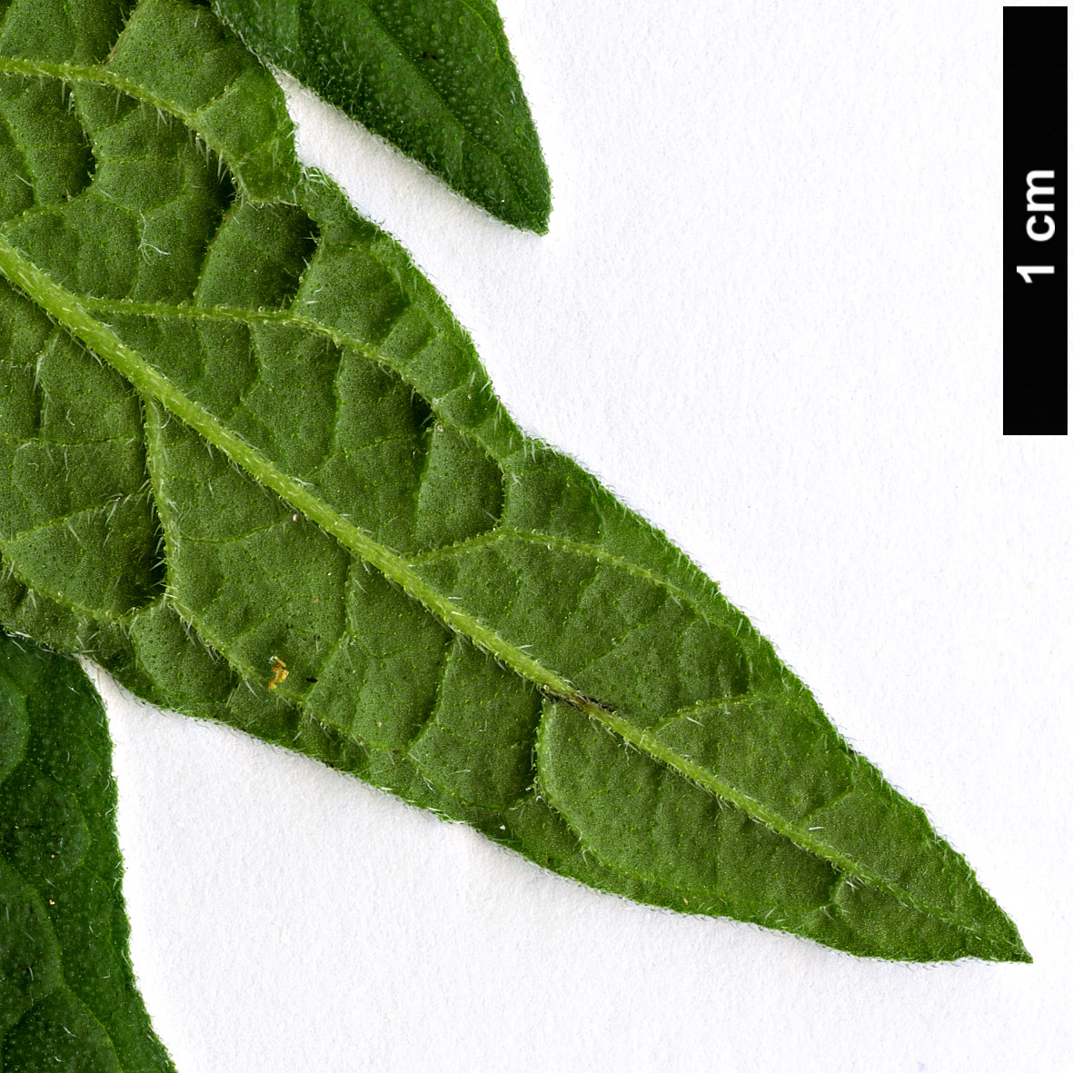 High resolution image: Family: Boraginaceae - Genus: Heliotropium - Taxon: messerschmidioides